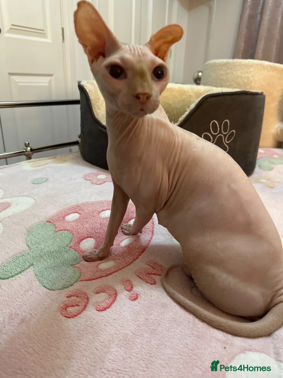 Sphynx cats for sale: Canadian sphynx kittens  - Advert 2