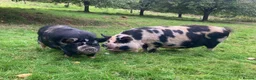 Pig livestock for sale: 2 Kune kune pigs, brother & sister, 18 months in Leominster - Advert 1