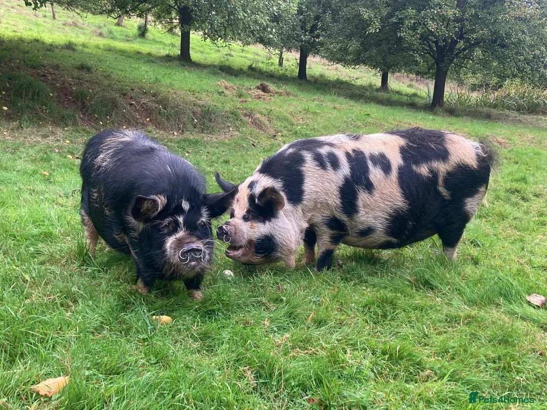 Pig livestock for sale: 2 Kune kune pigs, brother & sister, 18 months in Leominster - Advert 1
