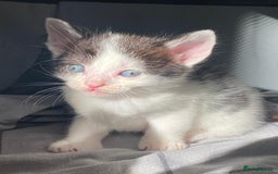 Domestic Shorthair cats for sale: ✨ Beautiful Kittens Ready Soon! ✨ - Image 2