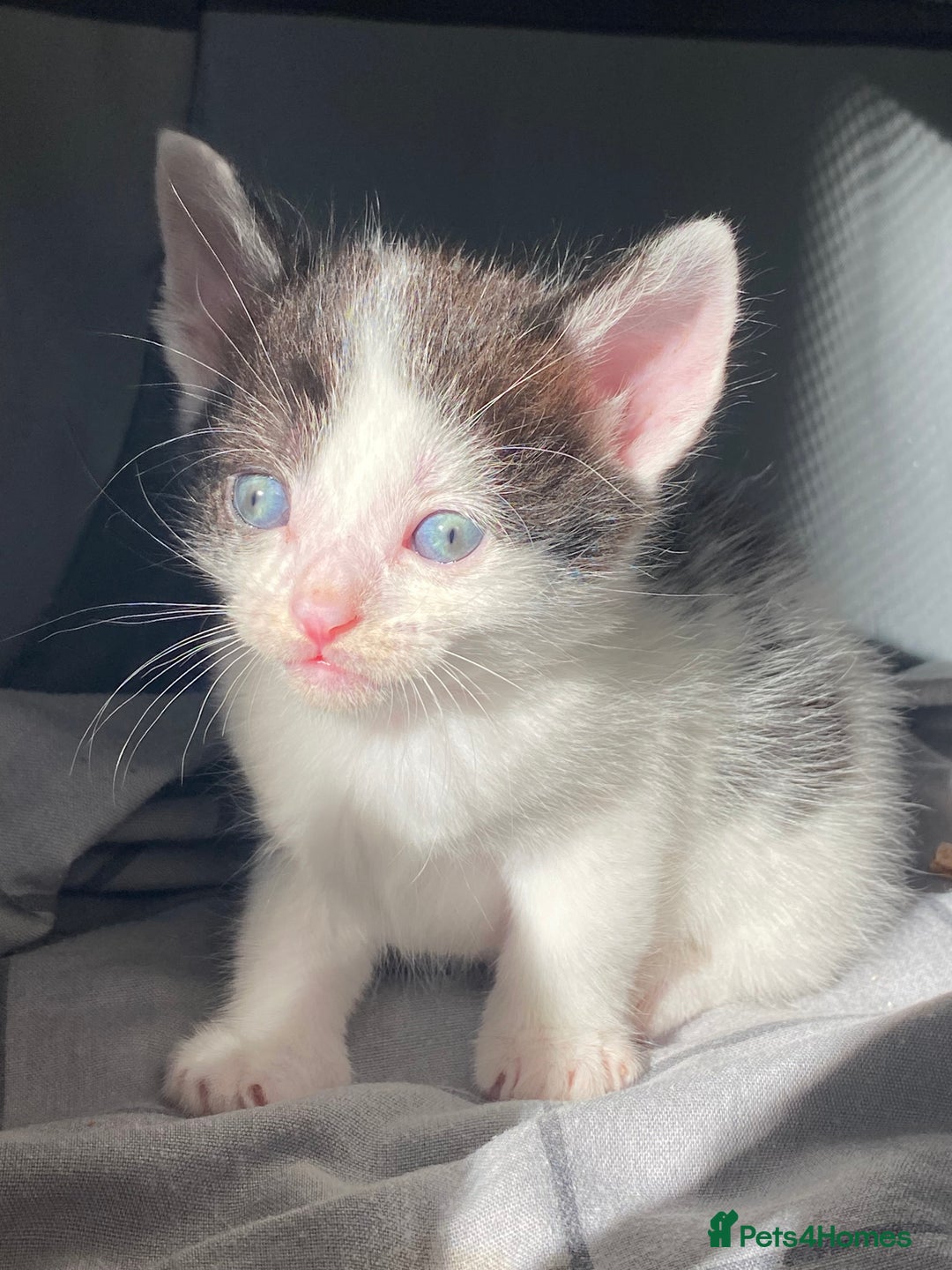 Domestic Shorthair cats for sale: ✨ Beautiful Kittens Ready Soon! ✨ - Image 2