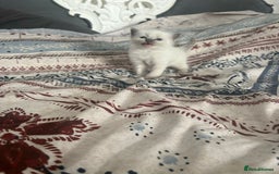 Ragdoll cats for sale: Ragdoll Kittens  - Image 6