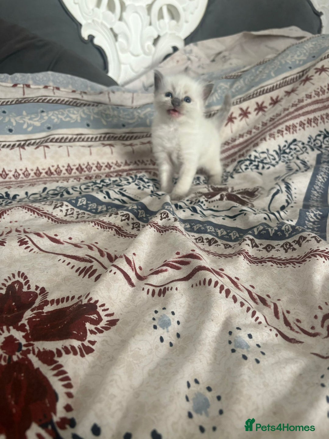 Ragdoll cats for sale: Ragdoll Kittens  - Image 6