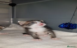 British Shorthair cats for sale: for sale 2 cheeky little monkeys  - Image 7