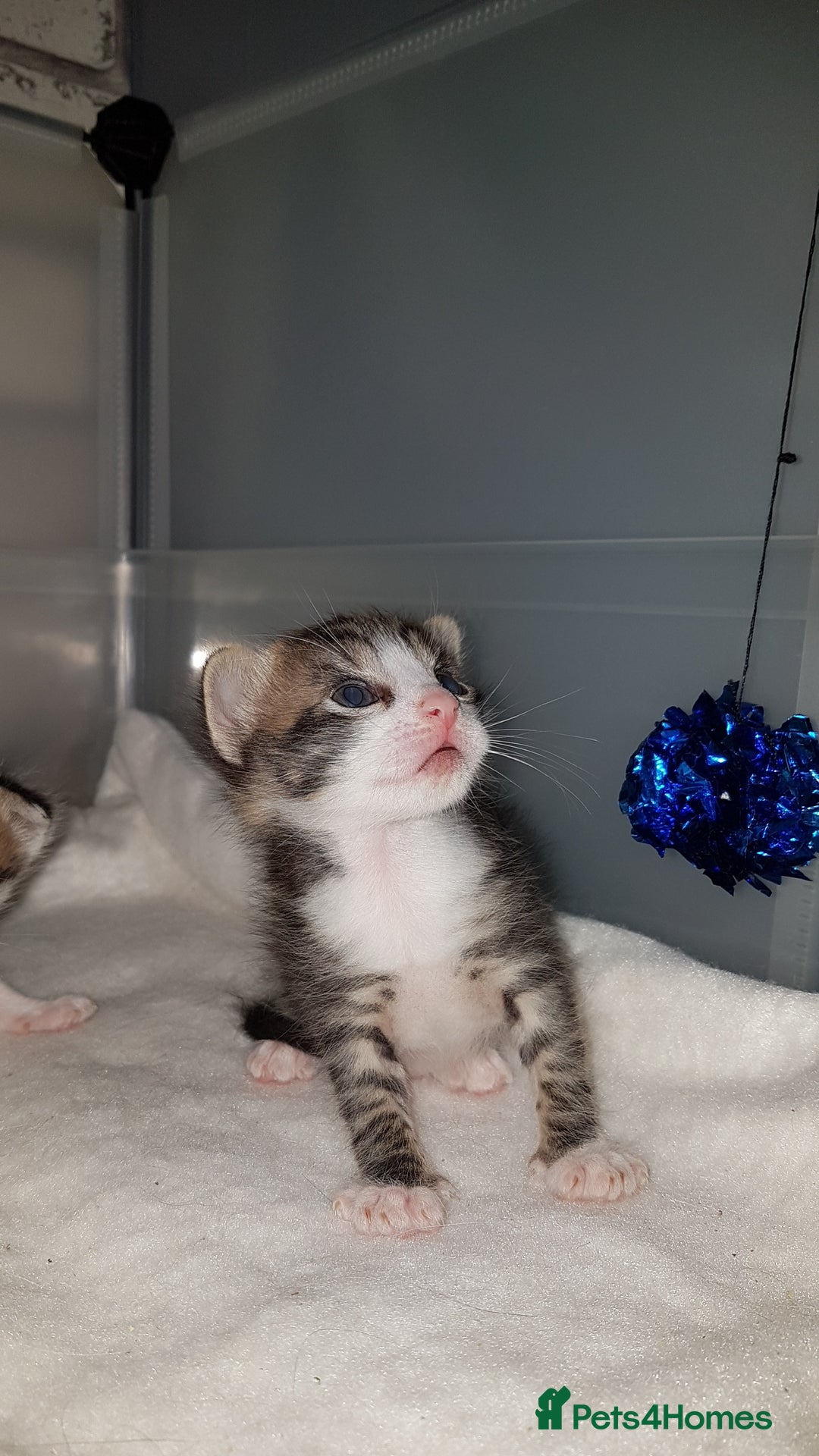 British Shorthair cats for sale: for sale 2 cheeky little monkeys  - Image 7