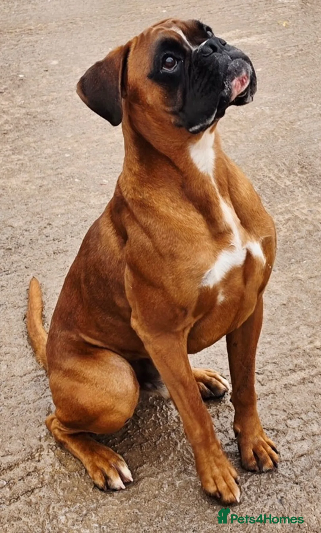 Boxer dogs for sale: Boxerx - Advert 12