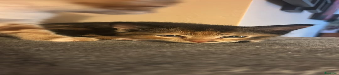 Mixed Breed Kitten 4