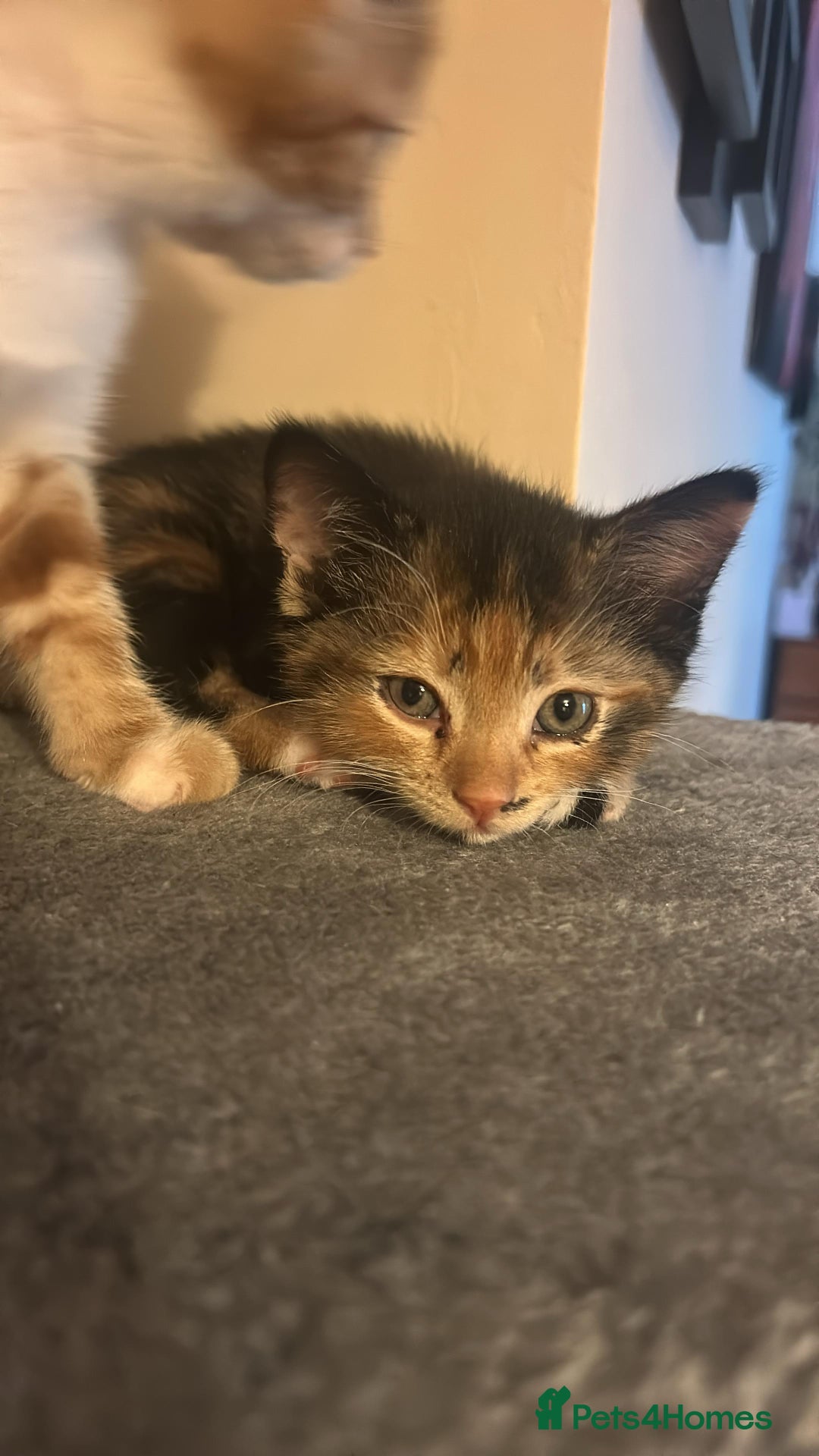 Mixed Breed cats for sale: Cute baby kittens - Advert 6