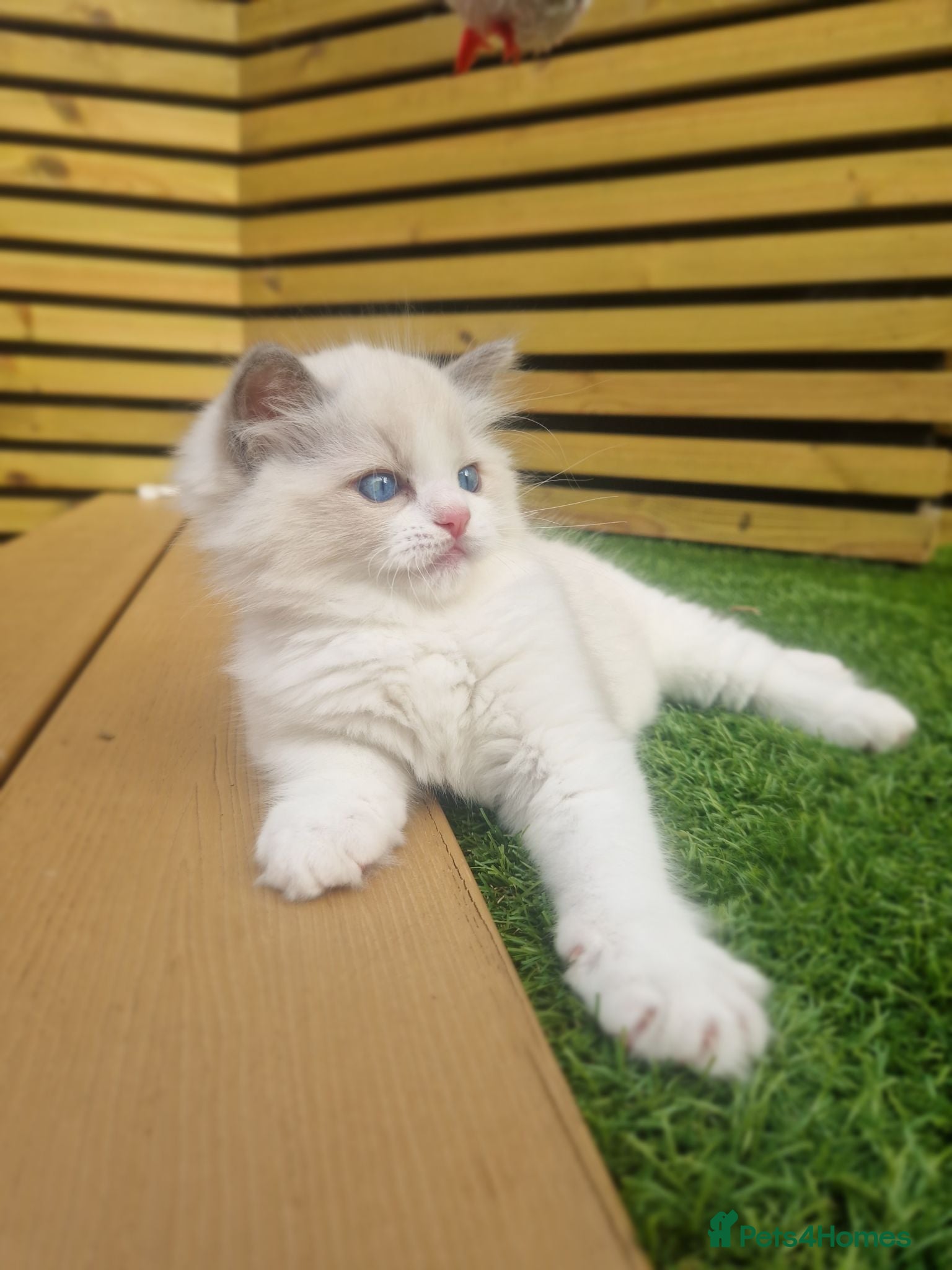 Ragdoll cats ✨️Stunning Pedigree Ragdoll Kitten ✨️ - Advert 6