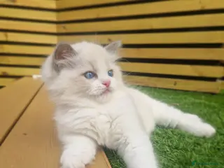 Ragdoll cats ✨️Stunning Pedigree Ragdoll Kitten ✨️ - Advert 6