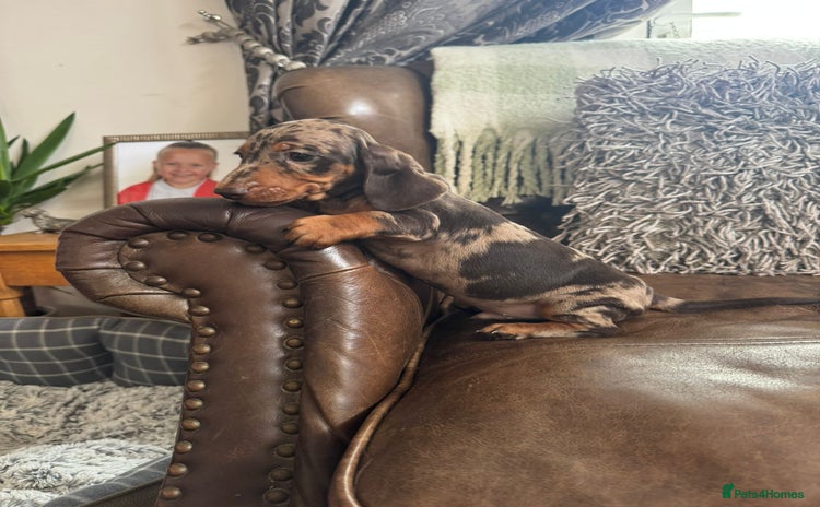 Dachshund dogs - Advert 4