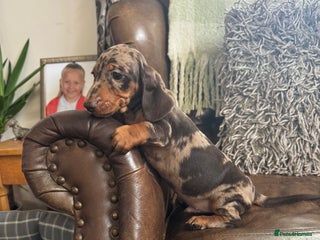 Dachshund dogs - Advert 16