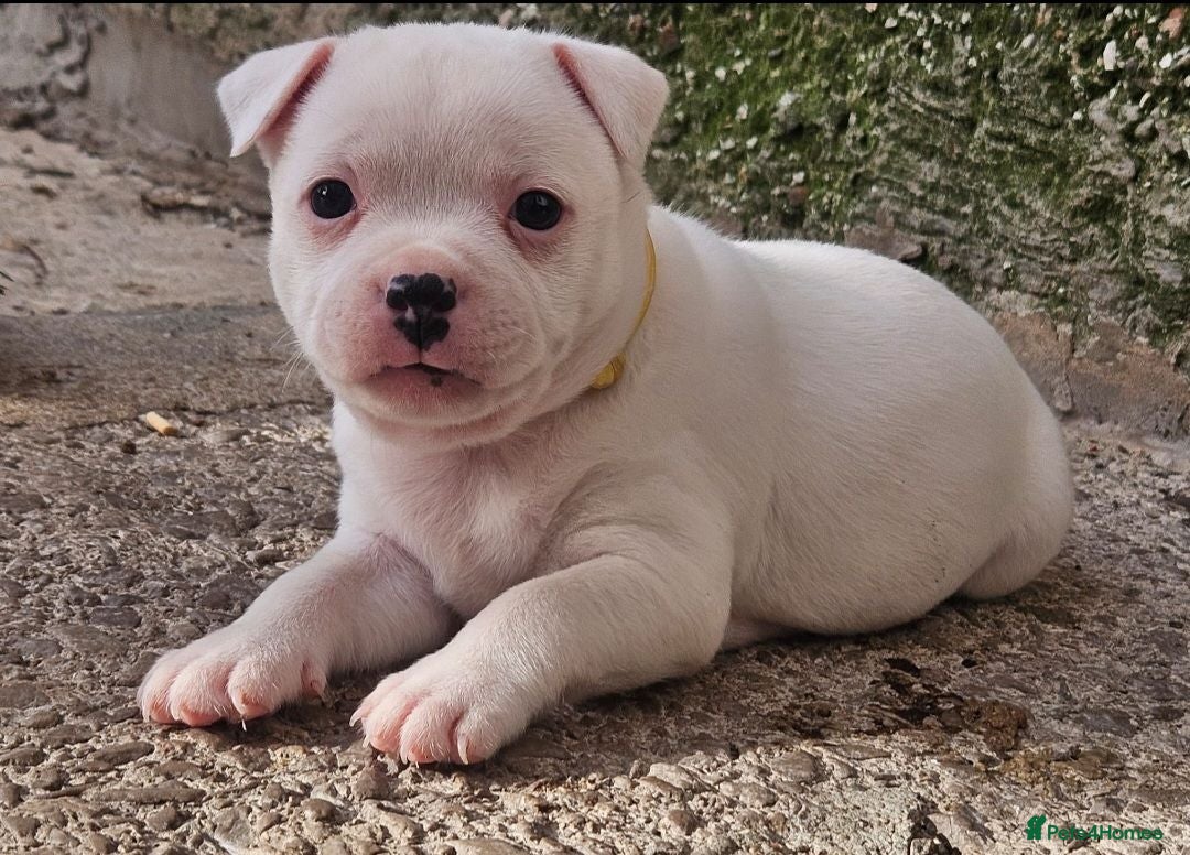 Staffordshire Bull Terrier dogs KC Registered last white female - Advert 1