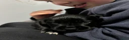 Mixed Breed dogs for sale: Adorable Cocker x Border Collie - Advert 9
