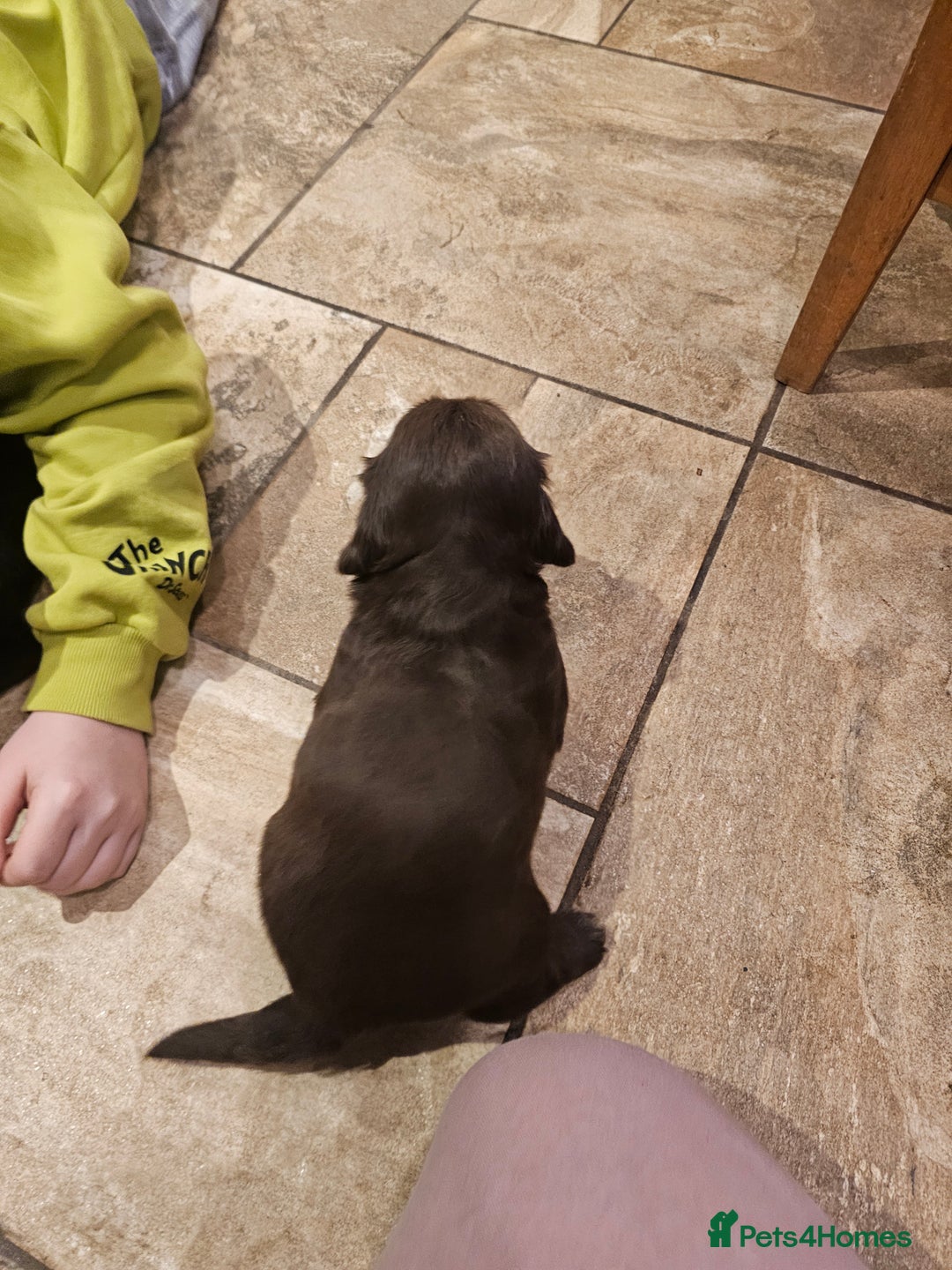 Mixed Breed dogs for sale: Springer spaniel x miniature dachshund  - Advert 7