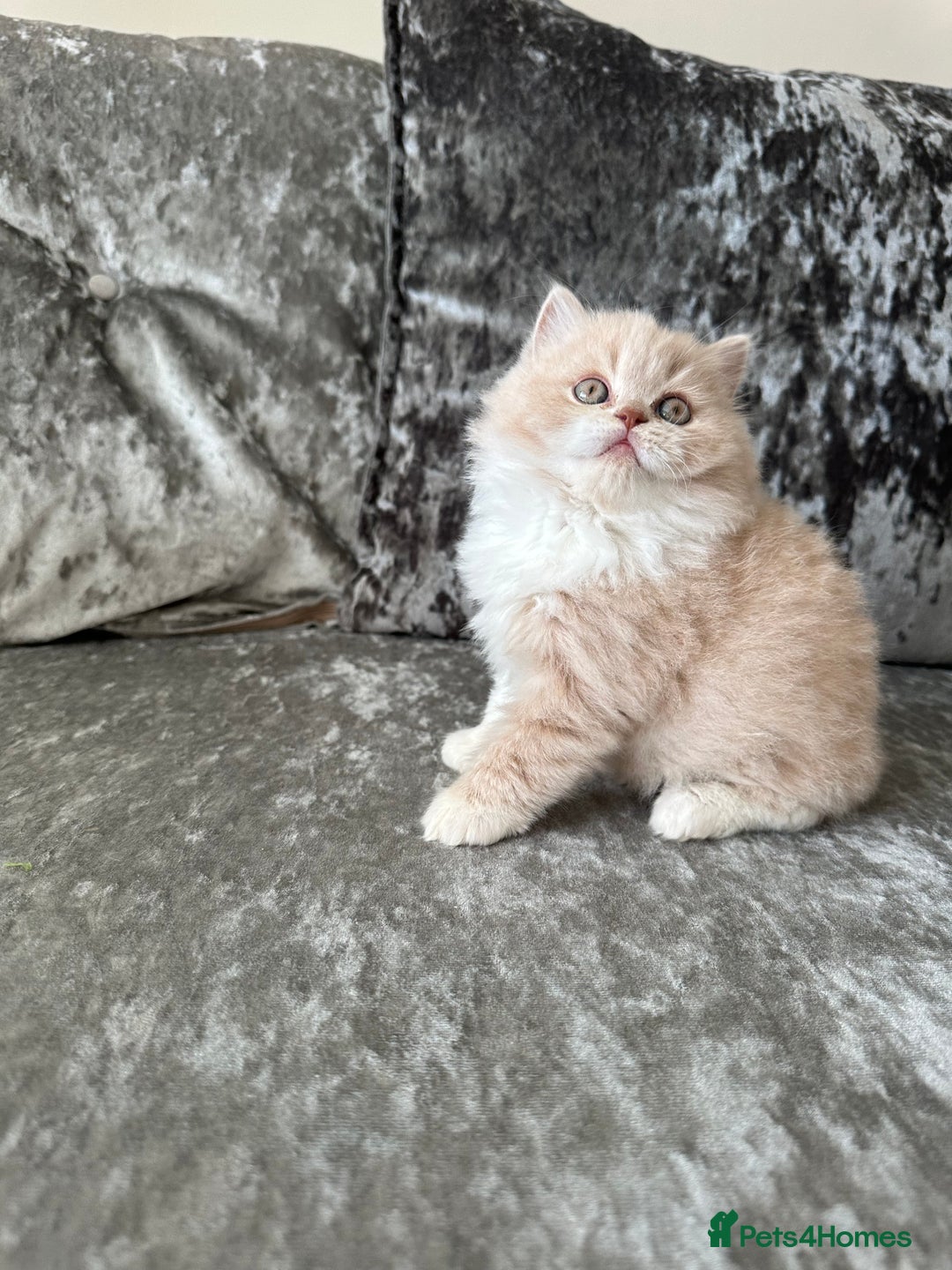 British Shorthair cats for sale:  🦁 Stunning Registered BSH /BLH Champion Lines 🦁 - Image 15