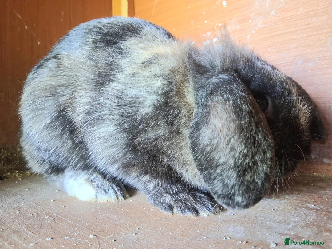 English Lop rabbits for sale: Doe and buck bunnies £ 35 each - Advert 2