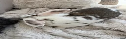 Mixed Breed rabbits for sale: Flopsy and Mopsy in Burton-on-Trent - Advert 3