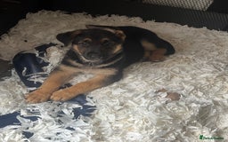 German Shepherd dogs for sale: German Shepherd Puppies  - Image 5