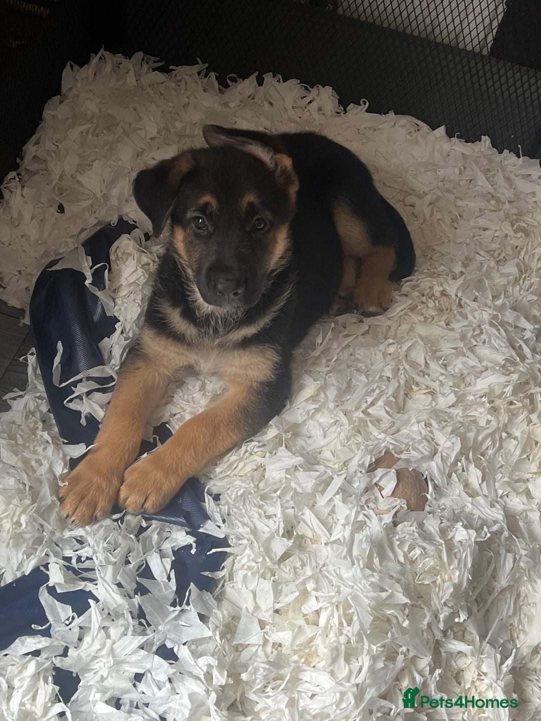 German Shepherd dogs for sale: German Shepherd Puppies  - Image 5