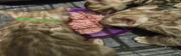Bengal cats for sale: Snow mink bengals ready now - Advert 17