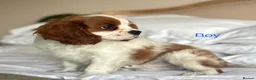 Cavalier King Charles Spaniel dogs for sale: 🐾KC reg,Extensively health tested Cavalier pups🐾 - Advert 12