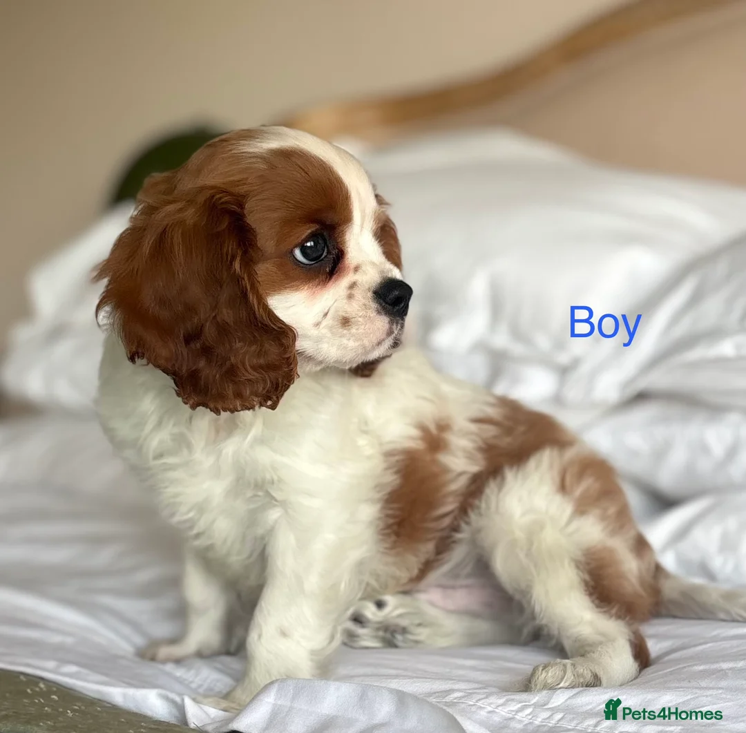 Cavalier King Charles Spaniel dogs for sale: 🐾KC reg,Extensively health tested Cavalier pups🐾 - Advert 12
