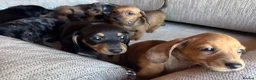 Miniature Dachshund dogs for sale: Miniature dachshunds - Advert 8