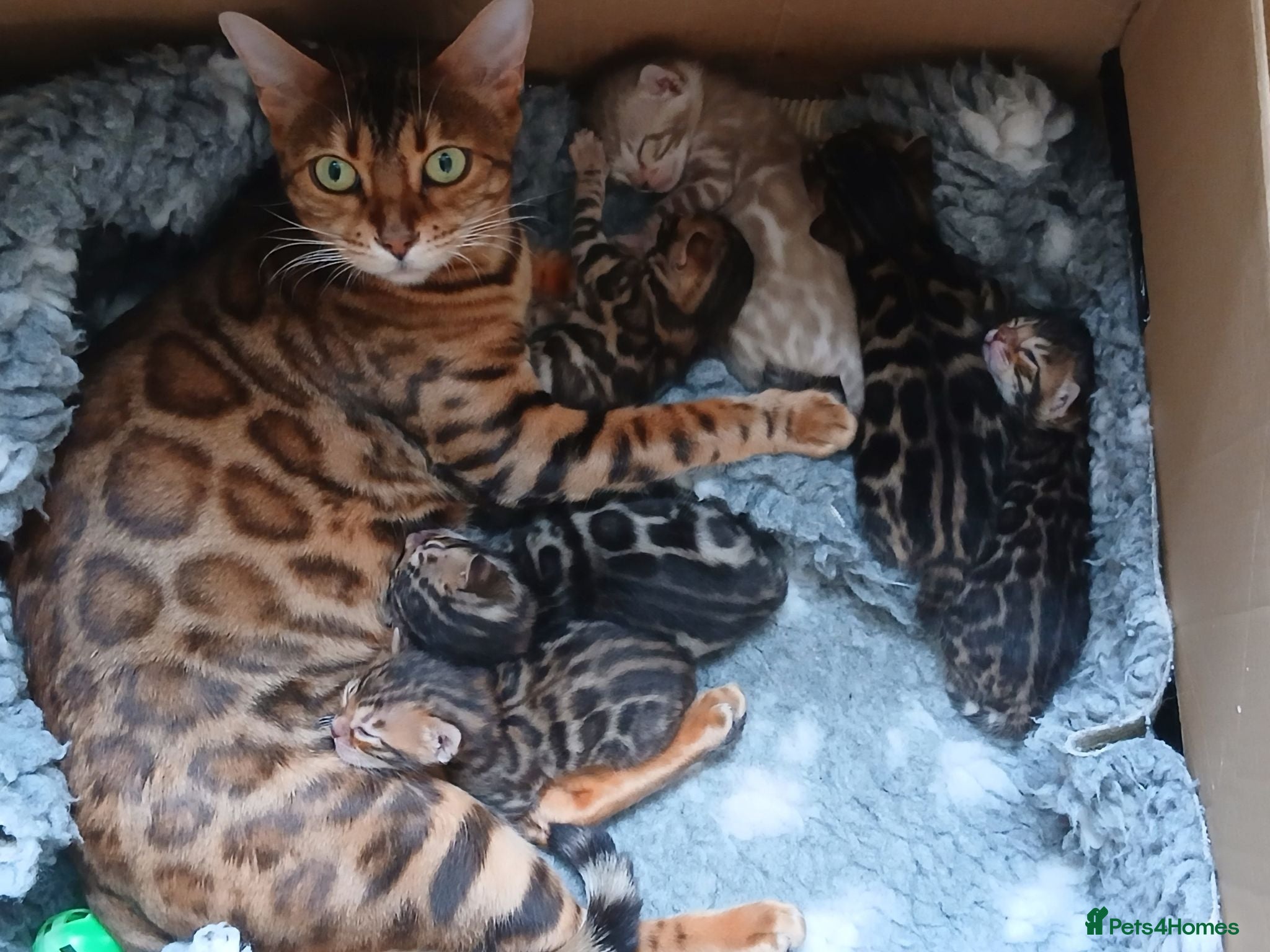 Bengal cats Family raised TICA Bengal kittens - Advert 5