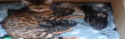 Bengal cats for sale: Family raised TICA Bengal kittens - Advert 1
