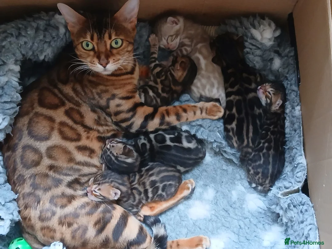 Bengal cats for sale: Family raised TICA Bengal kittens - Advert 1