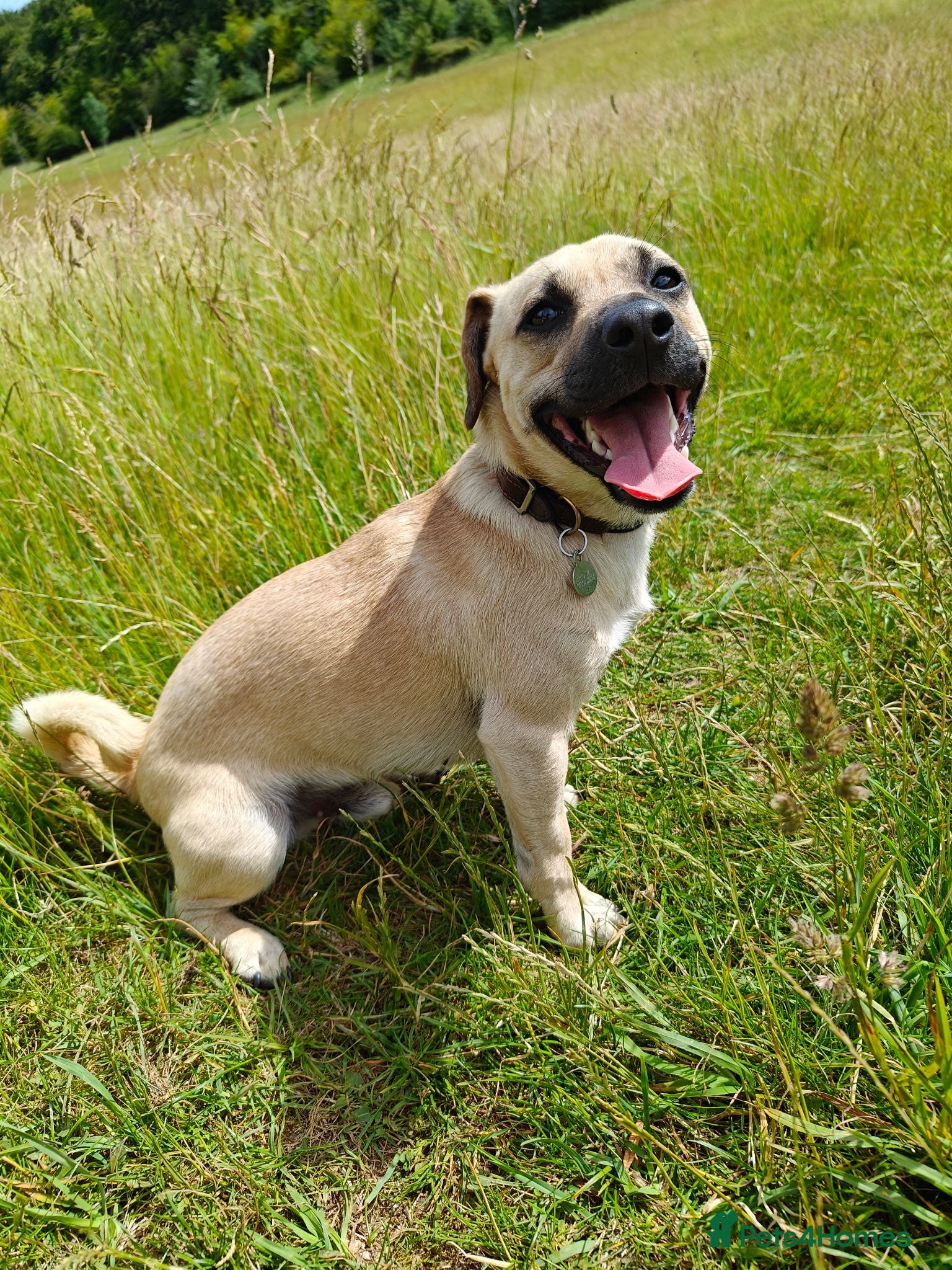 Mixed Breed dogs Meet Milo 🐶 - Advert 6