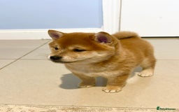 Japanese Shiba Inu dogs for sale: CHUNKY AND PURE Japanese Shiba Inu - Image 16