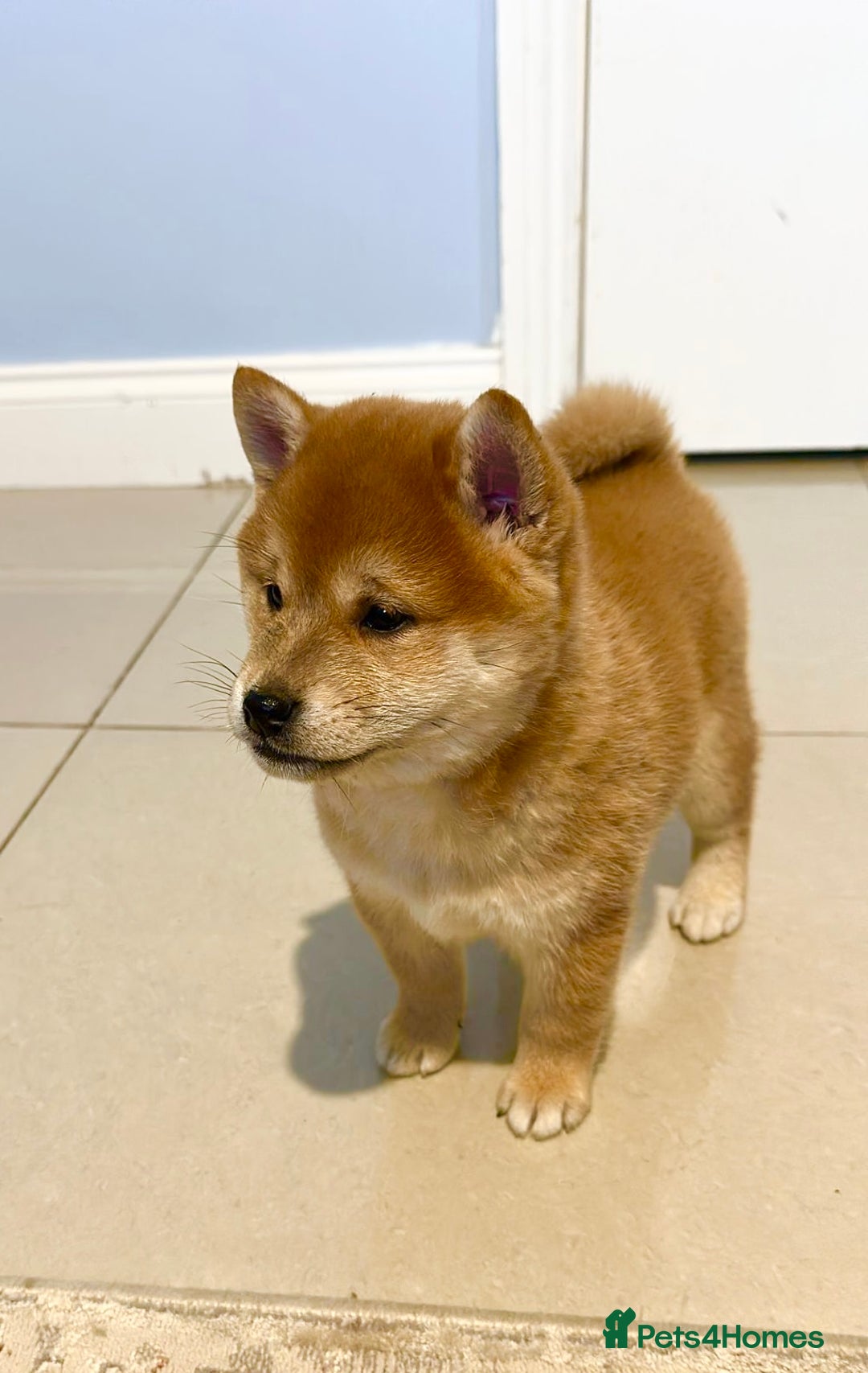Japanese Shiba Inu dogs for sale: CHUNKY AND PURE Japanese Shiba Inu - Image 16
