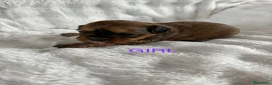 Mixed Breed Puppy 3