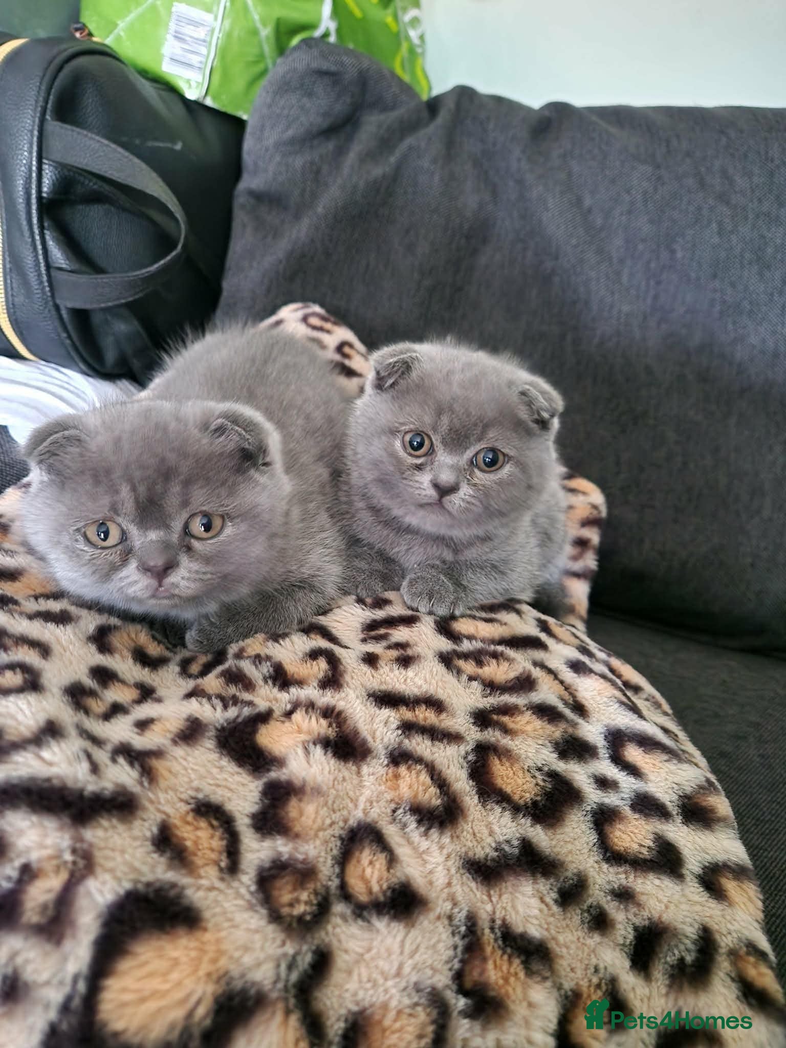 Scottish Fold cats Scottish fold  - Advert 1
