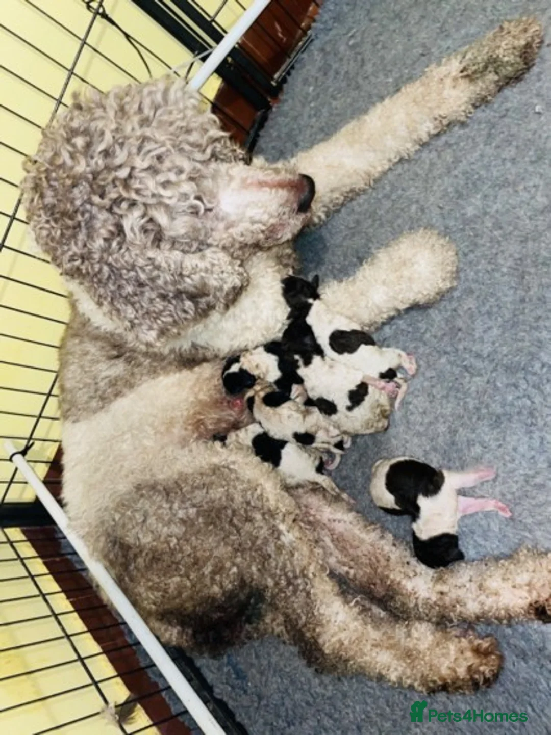 Standard Poodle dogs for stud: Standard party poodle in Marlborough - Advert 12