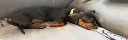Miniature Dachshund dogs for sale: 3 Mini Daxi Puppies ready to leave - Advert 18