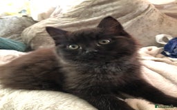 Mixed Breed cats for sale: Male Maine Coon/Siamese mix kitten  - Advert 3