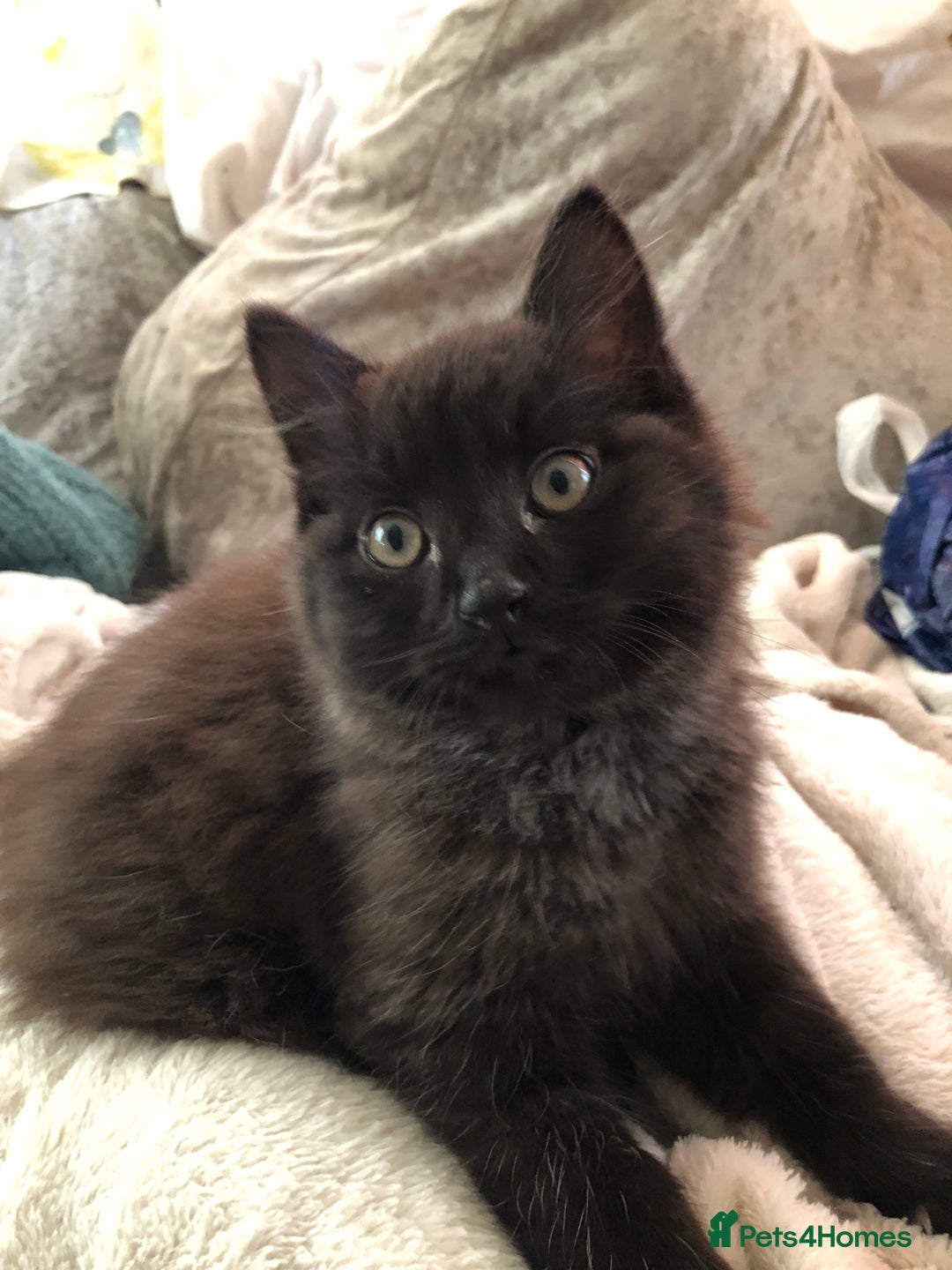 Mixed Breed cats for sale: Male Maine Coon/Siamese mix kitten  - Advert 3