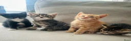 Domestic Shorthair cats for sale: Beautiful, well socialised playful kittens 🐾 - Advert 33