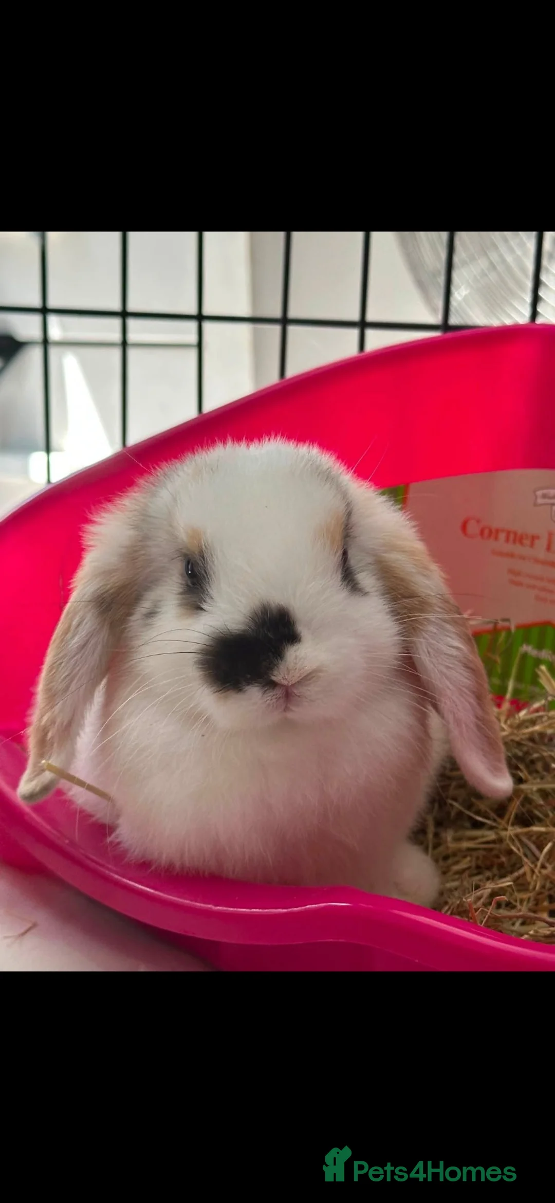Mini Lop rabbits for sale: Mini lop rabbit  in Birmingham - Advert 1