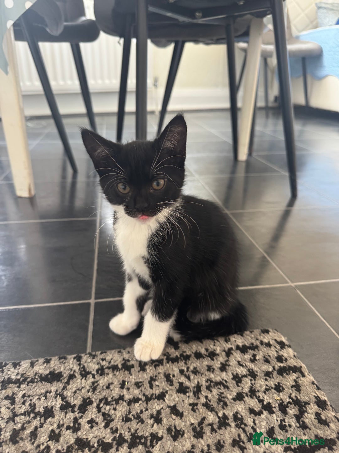 British Longhair cats for sale: Kittens for sale  - Image 3