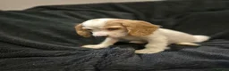 Cocker Spaniel dogs for sale: KC Health Clear Cocker Spaniels Puppies-Ready Now - Advert 10