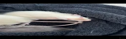 Rat rodents for sale: Female Fancy Rats For Sale in Rotherham - Advert 2