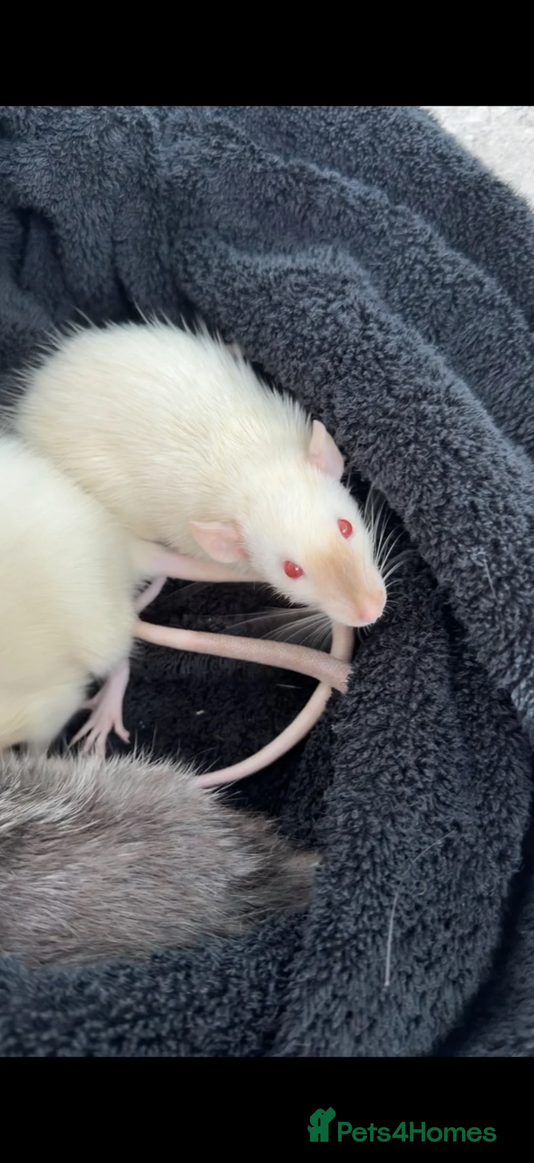 Rat rodents for sale: Female Fancy Rats For Sale in Rotherham - Advert 2