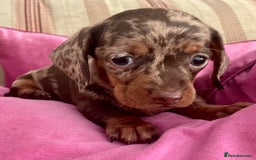 Miniature Dachshund dogs for sale: Mini Smooth Choc/Dapple & Choc/Tan Dachshund Pups - Image 5