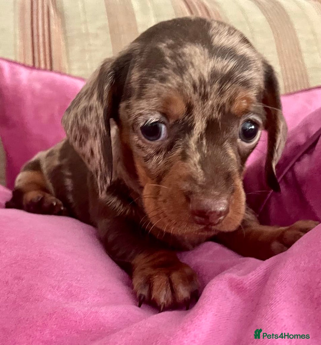 Miniature Dachshund dogs for sale: Mini Smooth Choc/Dapple & Choc/Tan Dachshund Pups - Image 5