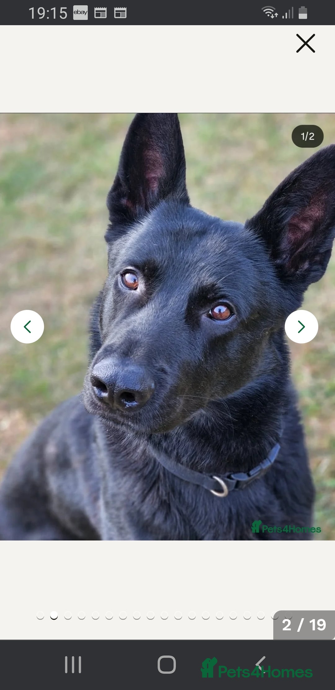 German Shepherd dogs for sale: KC Registered Big Bouncy German Shepherd Puppies - Advert 3