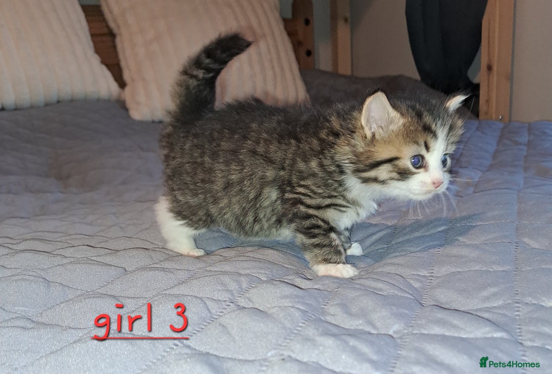 Domestic Shorthair cats for sale: 5 gorgeous kittens for sale  - Advert 20